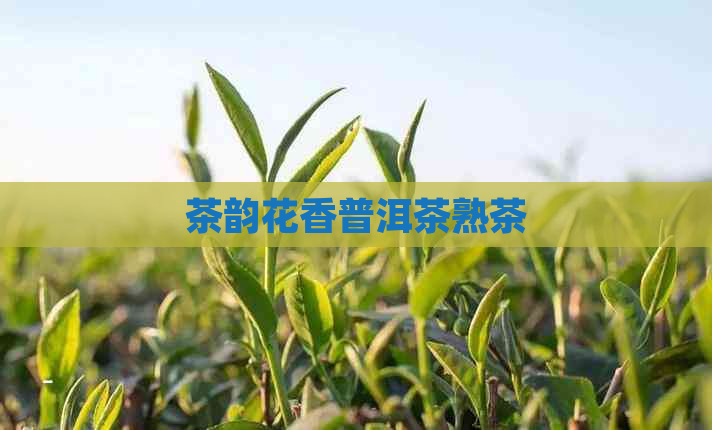 茶韵花香普洱茶熟茶