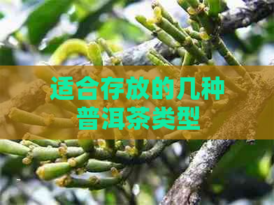 适合存放的几种普洱茶类型