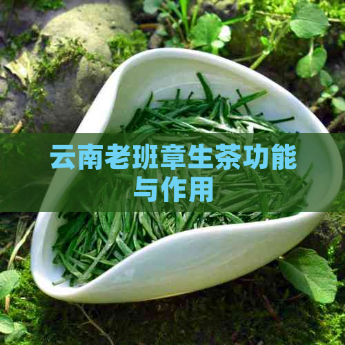 云南老班章生茶功能与作用