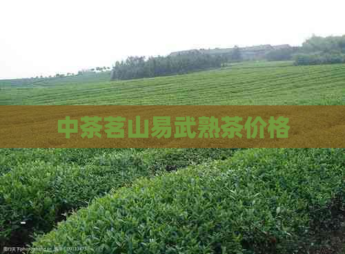 中茶茗山易武熟茶价格