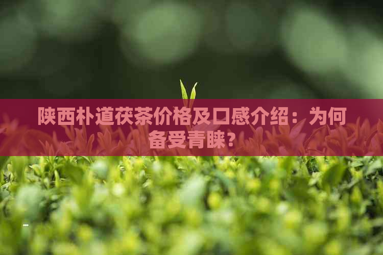 陕西朴道茯茶价格及口感介绍：为何备受青睐？