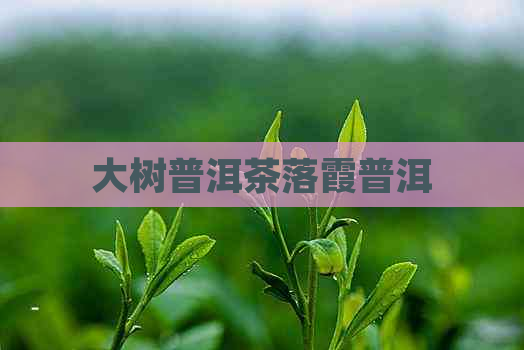 大树普洱茶落霞普洱