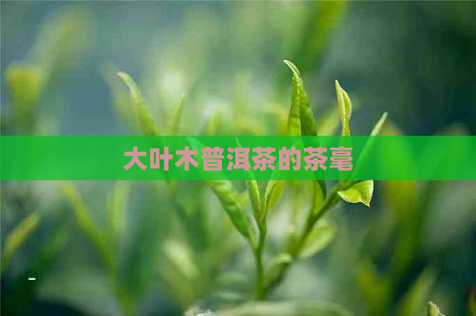 大叶木普洱茶的茶毫