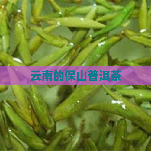 云南的保山普洱茶