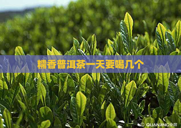 糯香普洱茶一天要喝几个