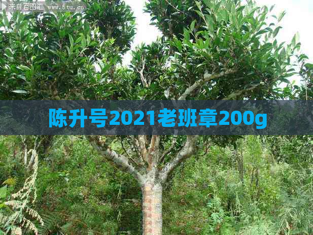 陈升号2021老班章200g