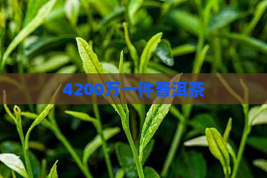 4200万一件普洱茶