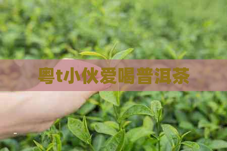 粤t小伙爱喝普洱茶