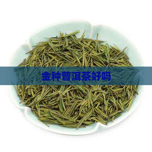 金种普洱茶好吗