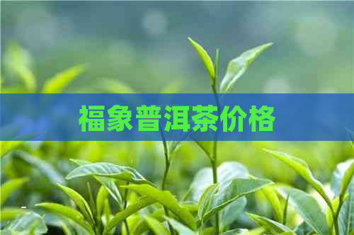 福象普洱茶价格