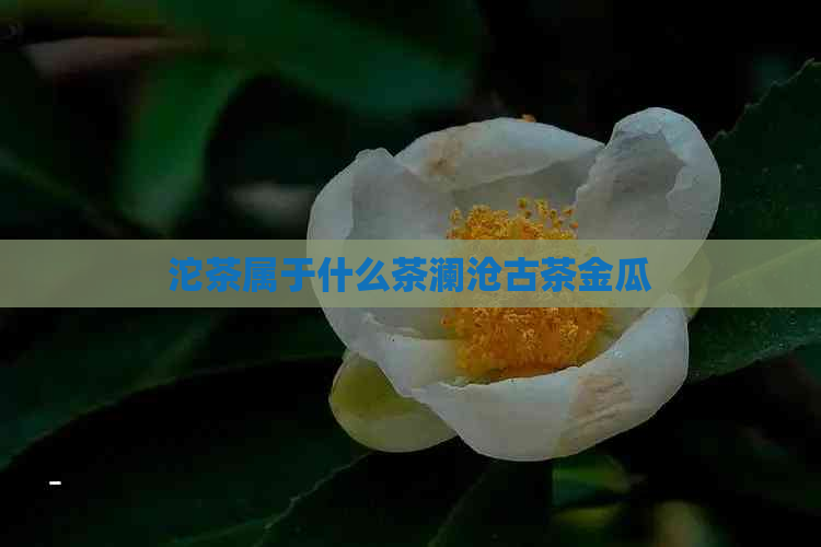 沱茶属于什么茶澜沧古茶金瓜