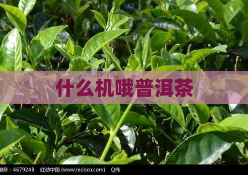 什么机哦普洱茶