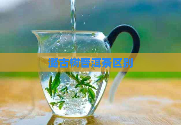 潞古树普洱茶区别