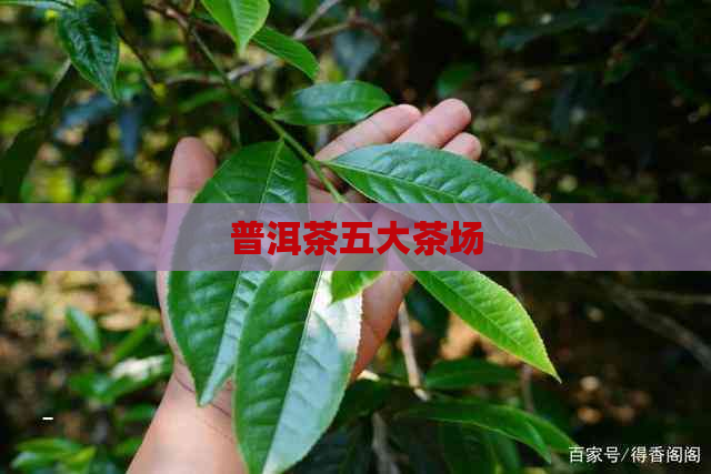 普洱茶五大茶场