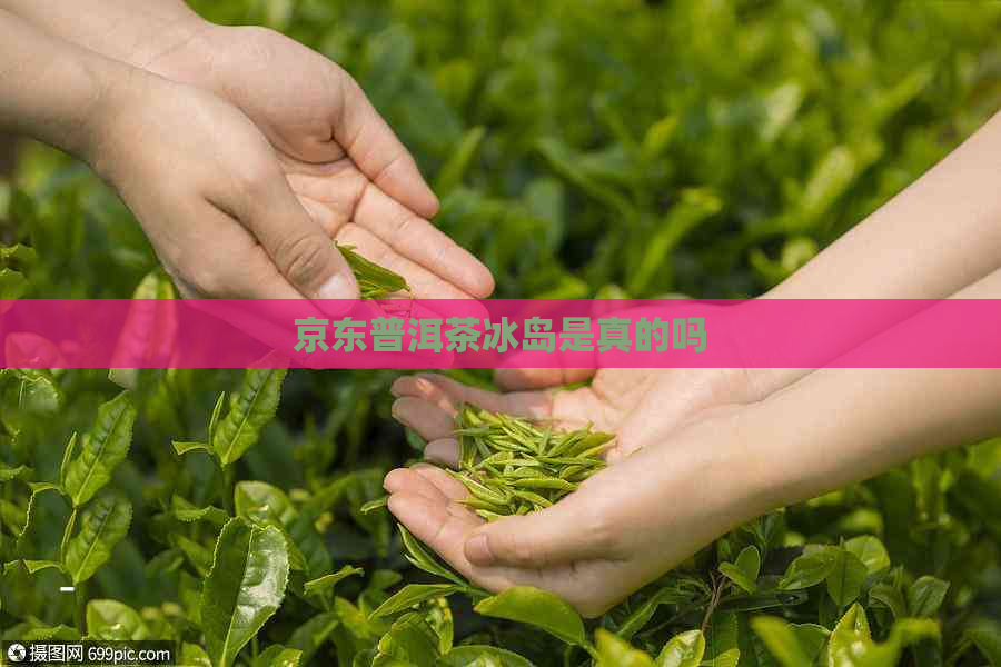 京东普洱茶冰岛是真的吗