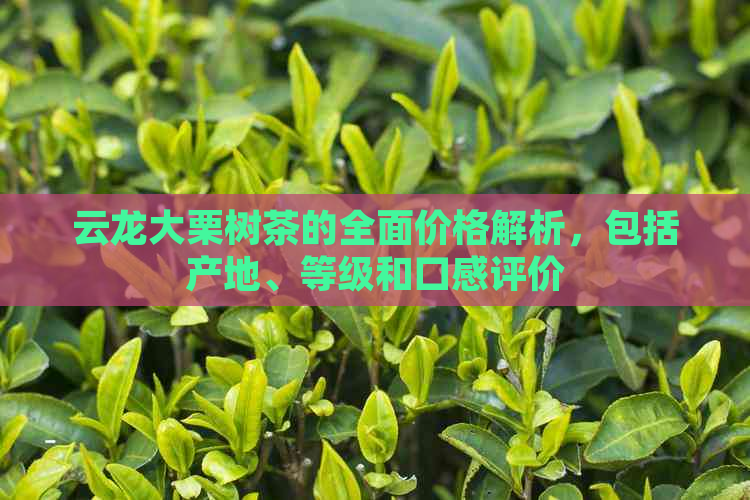 云龙大栗树茶的全面价格解析，包括产地、等级和口感评价