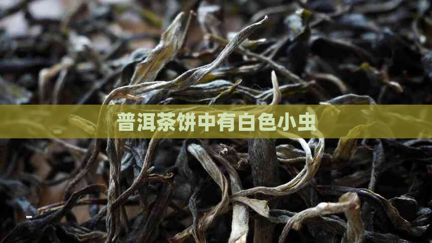 普洱茶饼中有白色小虫