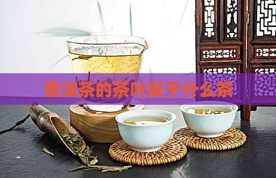 普洱茶的茶叶属于什么茶