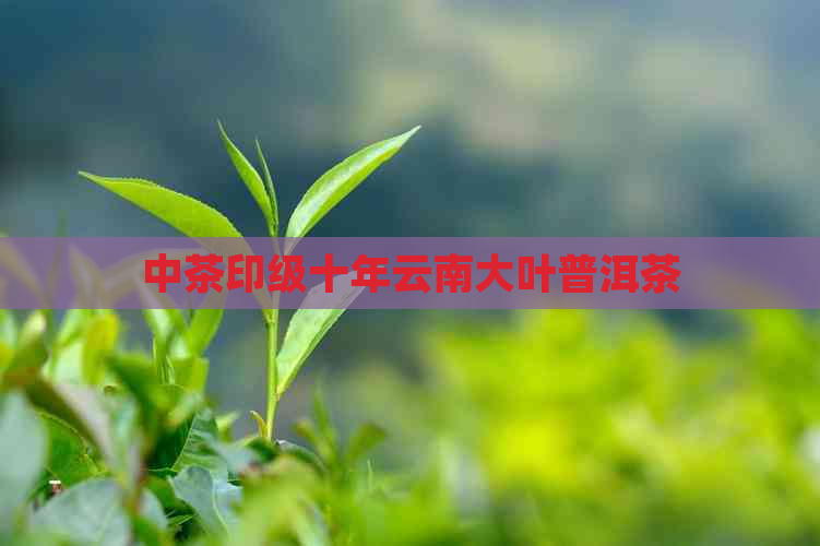 中茶印级十年云南大叶普洱茶