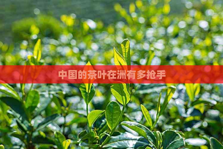 中国的茶叶在洲有多抢手