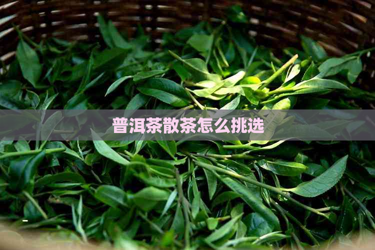 普洱茶散茶怎么挑选