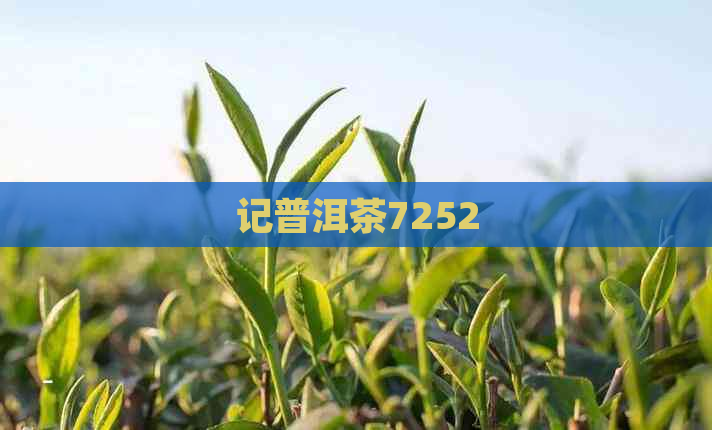 记普洱茶7252