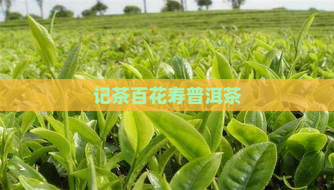 记茶百花寿普洱茶