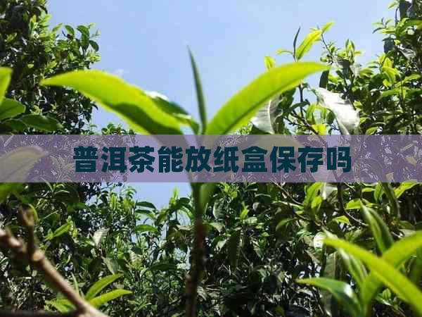 普洱茶能放纸盒保存吗