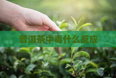 普洱茶中什么反应