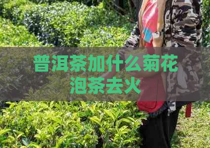 普洱茶加什么菊花泡茶去火