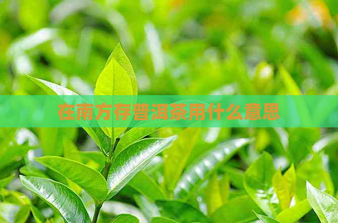 在南方存普洱茶用什么意思