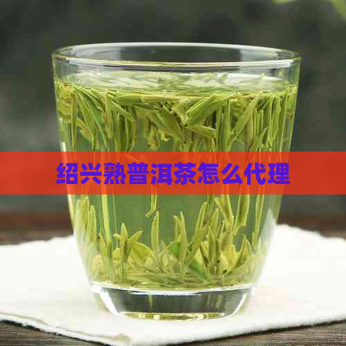 绍兴熟普洱茶怎么代理