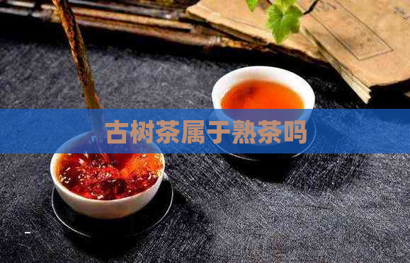 古树茶属于熟茶吗