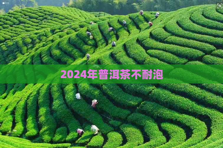 2024年普洱茶不耐泡