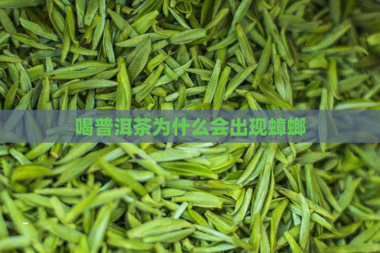 喝普洱茶为什么会出现蟑螂