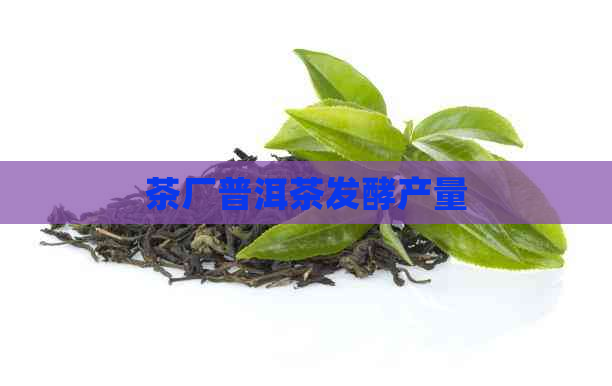 茶厂普洱茶发酵产量