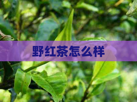 野红茶怎么样