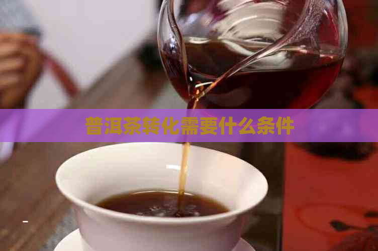 普洱茶转化需要什么条件