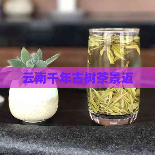 云南千年古树茶景迈