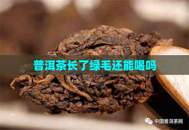 普洱茶长了绿毛还能喝吗