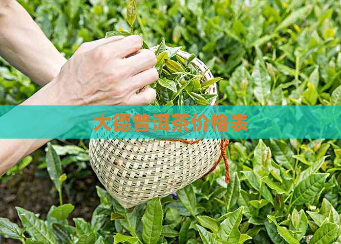 大德普洱茶价格表