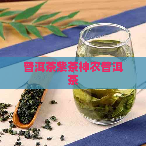 普洱茶紫茶神农普洱茶