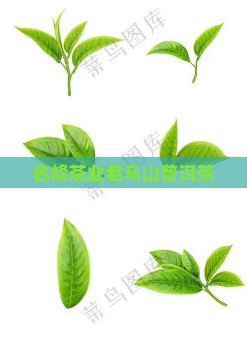 名峰茶业老乌山普洱茶