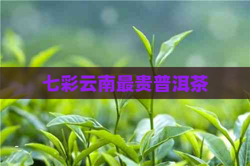 七彩云南最贵普洱茶