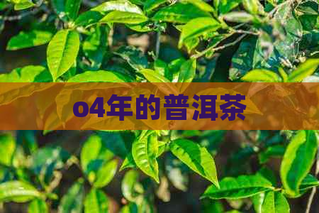 o4年的普洱茶