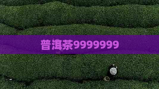 普洱茶9999999