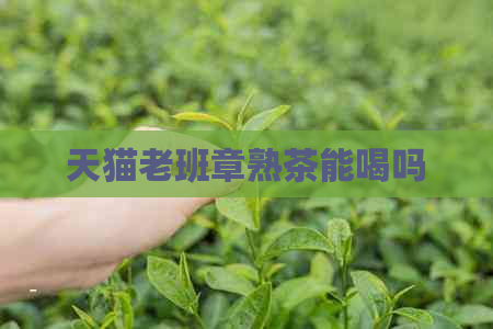 天猫老班章熟茶能喝吗