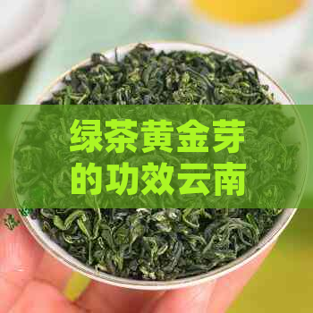 绿茶黄金芽的功效云南把把茶味道