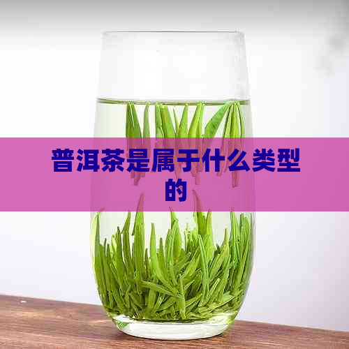 普洱茶是属于什么类型的