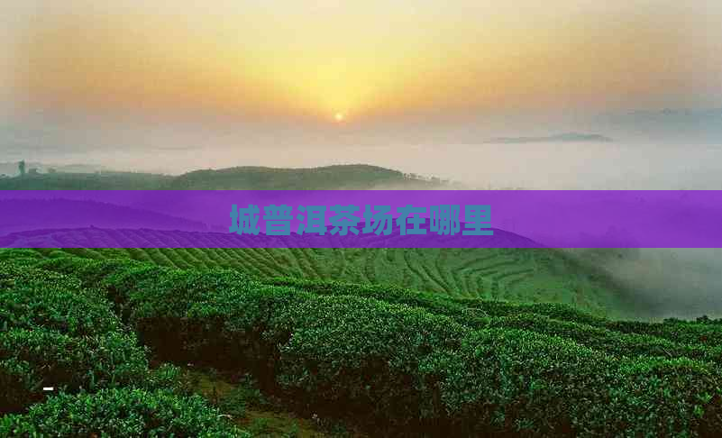 城普洱茶场在哪里